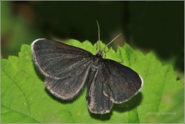 <p>ČERNOKŘÍDLEC SMUTEČNÍ (Odezia atrata) Knížecí</p>